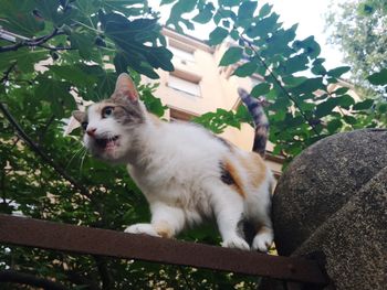 Cat sitting on tree against plants