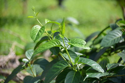 Close-up of fresh green leaves