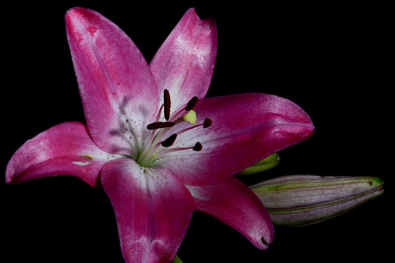 CLOSE-UP OF PINK ROSE FLOWER