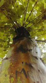 Low angle view of tree
