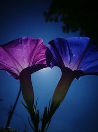 Close-up of purple flowering plant against blue sky