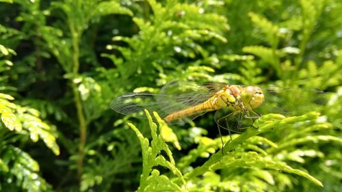 Close-up of insect on leaf