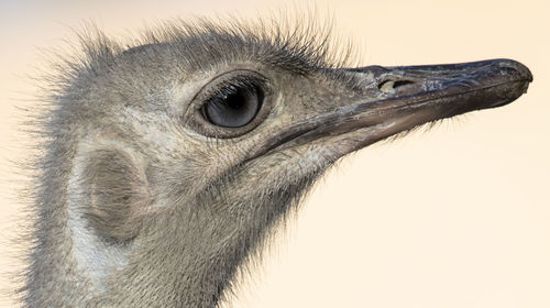 Close-up of eagle against white background