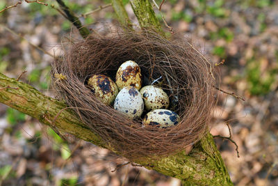 High angle view of birds nest with 5 eggs