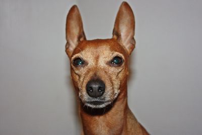 Affectionate little puppy of brown domestic pinscher