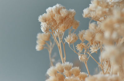 Close-up of wilted flowering plant