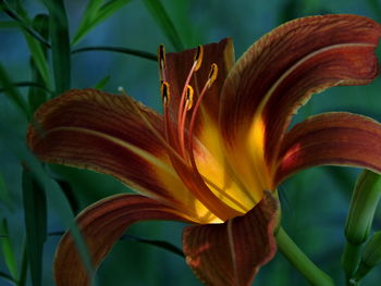 Close-up of day lily