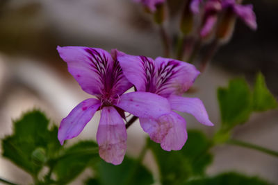 Close-up of pink flowering plant