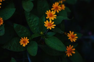 High angle view of flowering plant