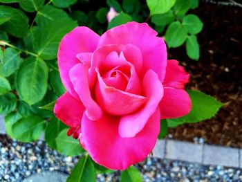 Close-up of pink rose