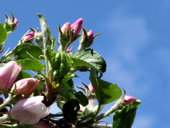 Low angle view of pink flowers against sky