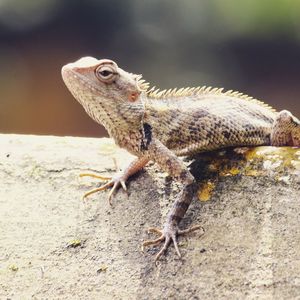 Close-up of lizard on rock