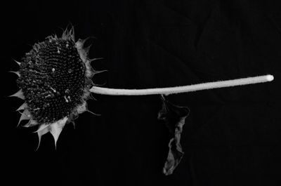 Close-up of flower over black background