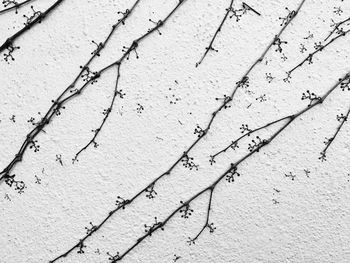 Dry vines on wall