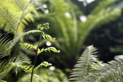 Close-up of leaves