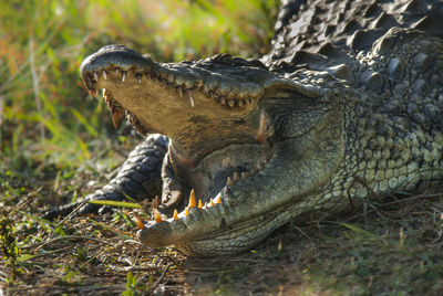 Close-up of crocodile on field