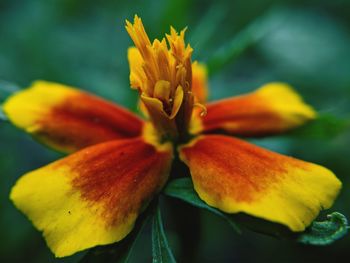 Close-up of yellow flowering plant