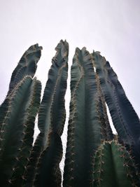 Low angle view of cactus against sky