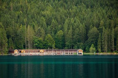 Scenic view of lake by trees in forest