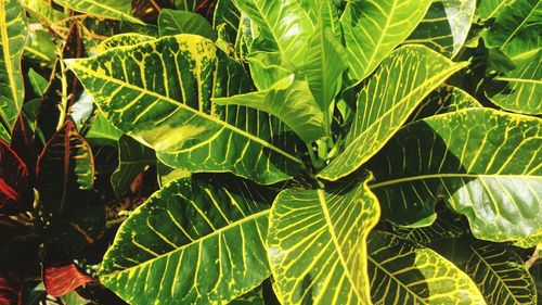 Full frame shot of leaves