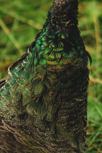 Female peacock nek feathers close-up on grassfield