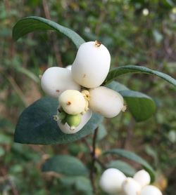 Close-up of white flower against blurred background