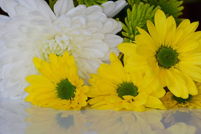 Close-up of yellow and white flower