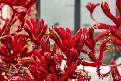 Close-up of red flowering plant