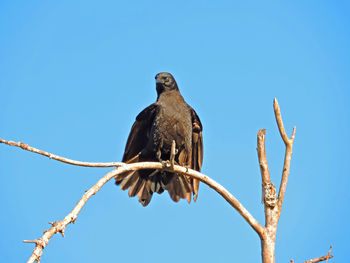 Low angle view of owl perching on branch against clear sky