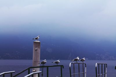 Seagulls perching on railing by sea in foggy weather