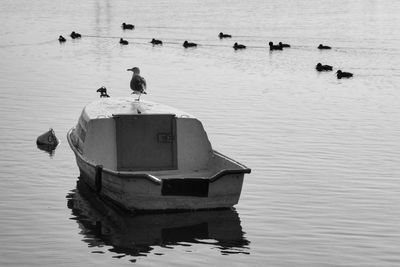 High angle view of seagulls on lake