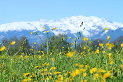 Close-up of fresh yellow flowers in field against sky