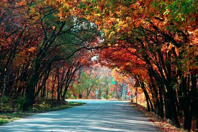 Empty road amidst trees during autumn