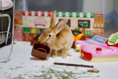 Close-up of a stuffed toy on table