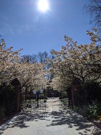 Footpath amidst flowering plants against sky on sunny day