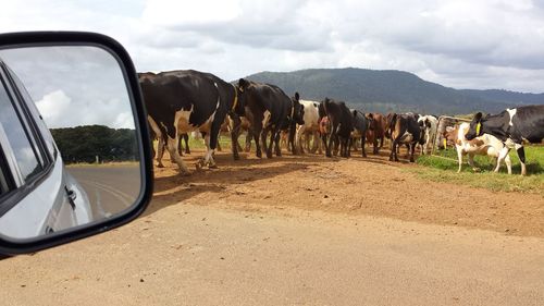 Cows on field by road against sky