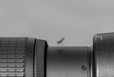 Close-up of mosquito on camera