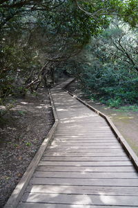 View of boardwalk in forest