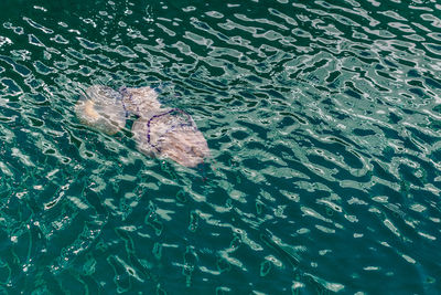 High angle view of fish swimming in sea