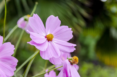 Close-up of purple flower