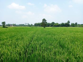 Scenic view of agricultural field against sky