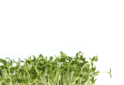 Close-up of fresh green plant against white background