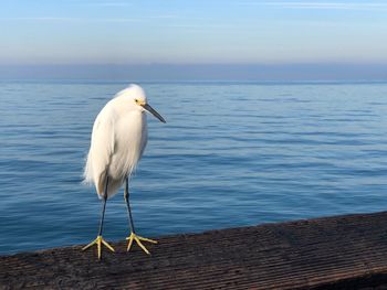 White bird perching on a beach