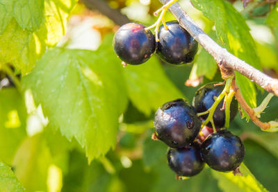 Close-up of blackberries growing on tree