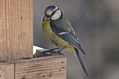 Close-up of bird perching on wood