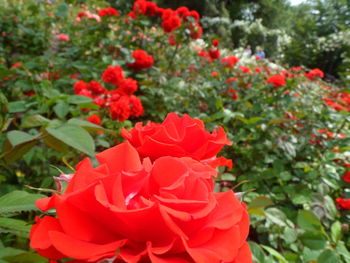 Close-up of red flowers blooming outdoors