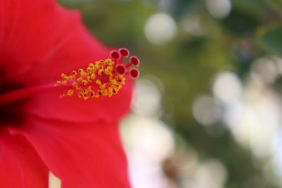 Close-up of red flowering plant