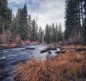 Scenic view of lake in forest against sky