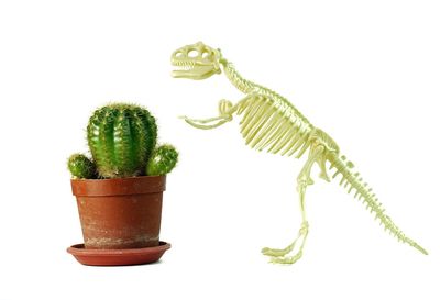 Close-up of succulent plant against white background