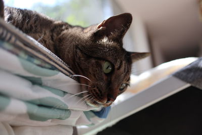 Close-up portrait of a cat